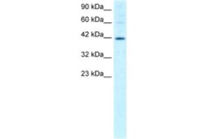 Western Blotting (WB) image for anti-Mesoderm Induction Early Response 1 (MIER1) antibody (ABIN2460961) (MIER1 抗体)
