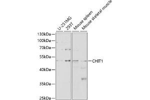 Western blot analysis of extracts of various cell lines, using CHIT1 antibody (ABIN3015832, ABIN3015833, ABIN3015834 and ABIN6219182) at 1:1000 dilution. (Chitotriosidase 1 抗体  (AA 217-466))
