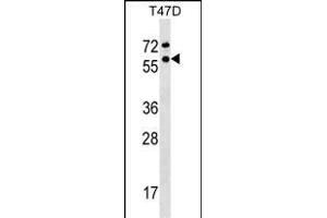 GTF2F1 Antibody (Center) (ABIN1537966 and ABIN2848833) western blot analysis in T47D cell line lysates (35 μg/lane). (GTF2F1 抗体  (AA 178-206))