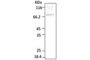 Western blot analysis of Parasite Lysates showing detection of HSP70 protein using Rabbit Anti-HSP70 Polyclonal Antibody . (HSP70 抗体  (AA 365-681) (Atto 594))