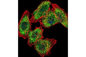 Fluorescent confocal image of  cell stained with G4 Antibody (Center ) (ABIN6243193 and ABIN6578923).