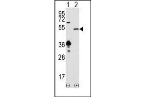 Image no. 1 for anti-Sirtuin 7 (SIRT7) (C-Term) antibody (ABIN358736) (SIRT7 抗体  (C-Term))