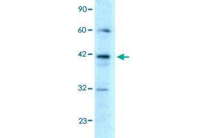 Western Blot analysis of HepG2 cell lysate with E2F4 polyclonal antibody  at 0. (E2F4 抗体  (C-Term))