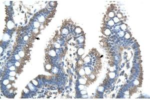 Human Intestine (RNF121 抗体  (N-Term))