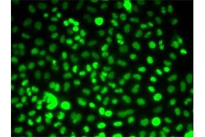 Immunofluorescence (IF) image for anti-PRP3 Pre-mRNA Processing Factor 3 Homolog (PRPF3) antibody (ABIN1876670) (PRPF3 抗体)