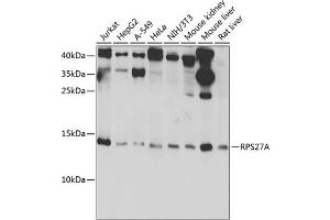Western blot analysis of extracts of various cell lines, using RPS27A antibody (ABIN7270022) at 1:1000 dilution. (RPS27A 抗体  (AA 1-156))