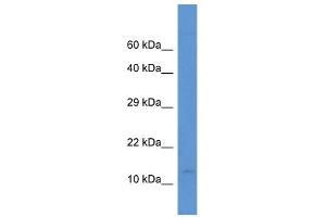 Western Blotting (WB) image for anti-Pterin-4 alpha-Carbinolamine Dehydratase/dimerization Cofactor of Hepatocyte Nuclear Factor 1 alpha (TCF1) 2 (PCBD2) (N-Term) antibody (ABIN926513)