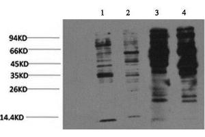 Western Blot analysis of 1) Jurkat, 2) 293T, 3) Rat brain, 4) Mouse brain with Phosphotyrosine Monoclonal Antibody at dilution of 1:2000 (Phosphotyrosine 抗体)