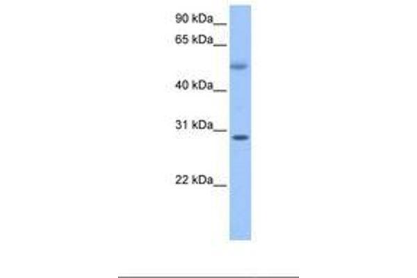 Retinoic Acid Induced 12 (RAI12) (C-Term) Antikörper