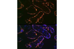 Immunofluorescence analysis of human placenta using Placental lactogen (CSH1) (CSH1) Rabbit mAb (ABIN7266353) at dilution of 1:100 (40x lens). (CSH1 抗体)