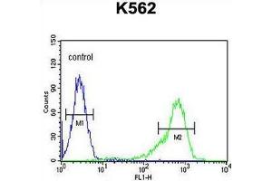 IGF2BP1 Antibody (C-term) flow cytometric analysis of K562 cells (right histogram) compared to a negative control cell (left histogram).