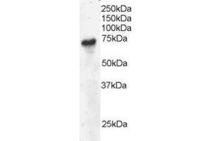 ABIN2561426 staining (4µg/ml) of Daudi lysate (RIPA buffer, 30µg total protein per lane). (B-Cell Linker 抗体  (C-Term))
