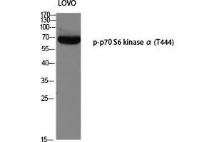 Western Blot (WB) analysis of LOVO using p-p70 S6 kinase alpha (T444) antibody. (RPS6KB1 抗体  (pThr444))