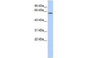 Western Blotting (WB) image for anti-Potassium Voltage-Gated Channel, Subfamily G, Member 4 (Kcng4) antibody (ABIN2458151) (KCNG4 抗体)
