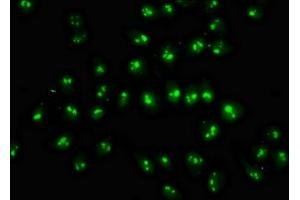 Immunofluorescence staining of Hela cells with ABIN7144976 at 1:333, counter-stained with DAPI. (DDX18 抗体  (AA 32-110))