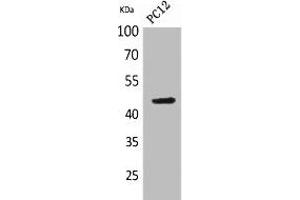 Western Blot analysis of PC-12 cells using NKp44 Polyclonal Antibody. (NKp44/NCR2 抗体  (Internal Region))