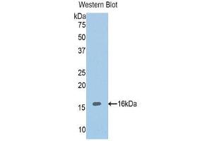 Western Blotting (WB) image for anti-ADAM Metallopeptidase with Thrombospondin Type 1 Motif, 1 (ADAMTS1) (AA 854-967) antibody (ABIN1857898) (ADAMTS1 抗体  (AA 854-967))