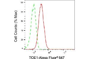 anti-Target of EGR1, Member 1 (Nuclear) (TOE1) antibody