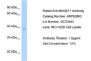 Western Blotting (WB) image for anti-Melanoma Antigen Family F, 1 (MAGEF1) (C-Term) antibody (ABIN2789272) (MAGEF1 抗体  (C-Term))