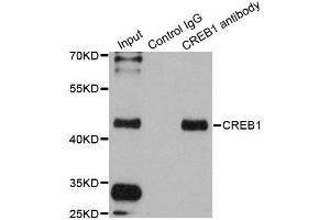 Immunoprecipitation (IP) image for anti-cAMP Responsive Element Binding Protein 1 (CREB1) antibody (ABIN3021674)