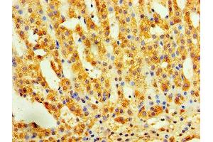 Immunohistochemistry of paraffin-embedded human adrenal gland tissue using ABIN7156235 at dilution of 1:100 (INHBA 抗体  (AA 311-426))
