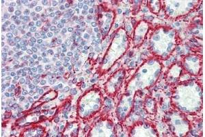 Human Spleen: Formalin-Fixed, Paraffin-Embedded (FFPE) (RPL30 抗体  (AA 1-30))