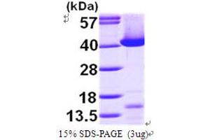 SDS-PAGE (SDS) image for Transaldolase 1 (TALDO1) (AA 1-337) protein (His tag) (ABIN667176) (TALDO1 Protein (AA 1-337) (His tag))