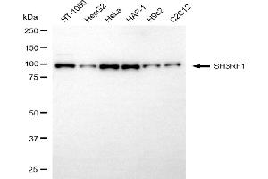 anti-SH3 Domain Containing Ring Finger 1 (SH3RF1) antibody