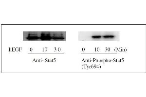 Western blot analysis of extracts from 100 ng/mL hEGF treated A431 cells. (STAT5A ELISA 试剂盒)
