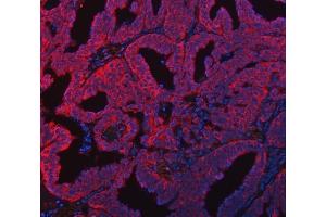 IF analysis of FADS1 using anti-FADS1 antibody (ABIN7599175). (FADS1 抗体  (AA 1-257))