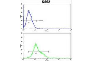 CROT Antibody (N-term) flow cytometric analysis of k562 cells (bottom histogram) compared to a negative control cell (top histogram). (CROT 抗体  (N-Term))