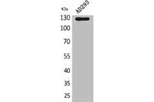 Western Blot analysis of AD293 cells using Arg Polyclonal Antibody. (ABL2 抗体  (Internal Region))