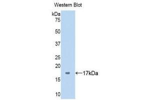 Western Blotting (WB) image for anti-Serpin Peptidase Inhibitor, Clade G (C1 Inhibitor), Member 1 (SERPING1) (AA 399-500) antibody (ABIN1858184) (SERPING1 抗体  (AA 399-500))