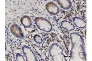 Immunoperoxidase of monoclonal antibody to SEPT8 on formalin-fixed paraffin-embedded human small Intestine. (Septin 8 抗体  (AA 1-258))