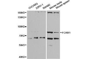 Western blot analysis of extracts of various cell lines, using FOXM1 antibody. (FOXM1 抗体  (AA 1-350))