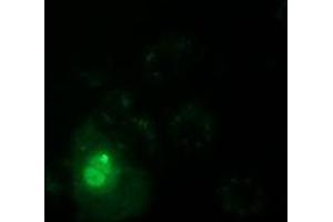 Anti-PPWD1 mouse monoclonal antibody (ABIN2453498) immunofluorescent staining of COS7 cells transiently transfected by pCMV6-ENTRY PPWD1 (RC204570). (PPWD1 抗体)