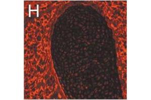 Immunofluorescence image of Nidogen 1 staining in cryosection of mouse cartilage and surrounding tissue Salmivirta K et al. (Nidogen 1 抗体)