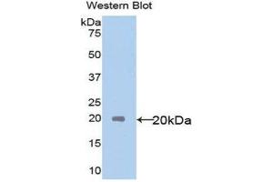 Western Blotting (WB) image for anti-Interleukin 18 (IL18) (AA 37-193) antibody (ABIN1078229) (IL-18 抗体  (AA 37-193))
