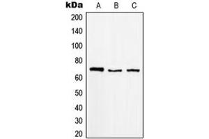 Western blot analysis of MGCRACGAP expression in Raji (A), K562 (B), A431 (C) whole cell lysates. (RACGAP1 抗体  (N-Term))