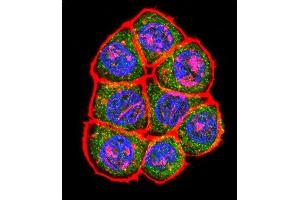 Confocal immunofluorescent analysis of TBP Antibody (C-term) (ABIN390630 and ABIN2840934) with Hela cell followed by Alexa Fluor 488-conjugated goat anti-rabbit lgG (green). (TBP 抗体  (C-Term))