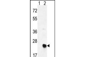 Western blot analysis of MSRB2 (arrow) using rabbit polyclonal MSRB2 Antibody (Center) (ABIN390968 and ABIN2841148). (MSRB2 抗体  (AA 44-73))