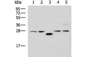 Western blot analysis of 293T cell lysates using PSMA6 Polyclonal Antibody at dilution of 1:1000 (PSMA6 抗体)