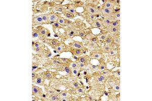 Immunohistochemical analysis of paraffin-embedded H. (HBG2 抗体  (C-Term))