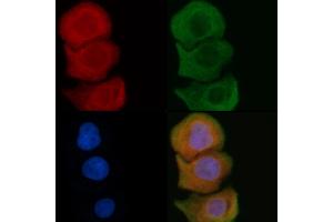 ABIN6259590 and ABIN6275930 staining Hela cells by IF/ICC. (BUD31 抗体  (N-Term))