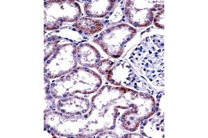 HNF4A Antibody (Center) ((ABIN389269 and ABIN2839402))immunohistochemistry analysis in formalin fixed and paraffin embedded human kidney tissue followed by peroxidase conjugation of the secondary antibody and DAB staining. (HNF4A 抗体  (AA 281-312))