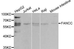 Western blot analysis of extracts of various cell lines, using FANCC antibody. (FANCC 抗体)