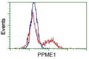 HEK293T cells transfected with either pCMV6-ENTRY PPME1 (RC200009) (Red) or empty vector control plasmid (Blue) were immunostained with anti-PPME1 mouse monoclonal (ABIN2453495, Dilution 1:1,000), and then analyzed by flow cytometry. (PPME1 抗体)