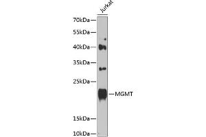 Western blot analysis of extracts of Jurkat cells, using MGMT antibody (ABIN1680826, ABIN3015024, ABIN3015025 and ABIN6213597) at 1:1000 dilution. (MGMT 抗体  (AA 1-207))