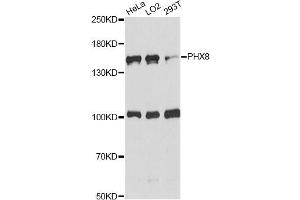 Western blot analysis of extracts of various cell lines, using DHX8 antibody. (DHX8 抗体)