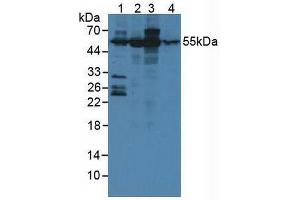 Figure. (Ataxin 10 抗体  (AA 116-302))